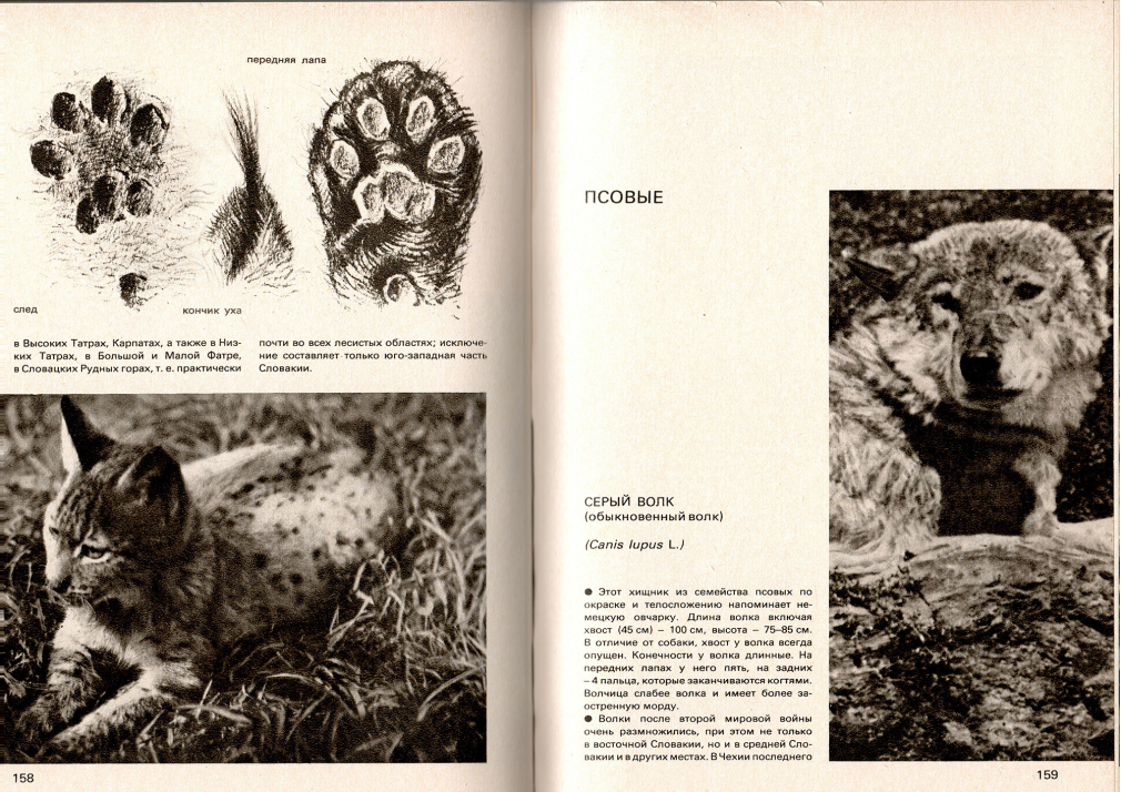 Охота в иллюстрациях. А.Б.Герцег 177-19